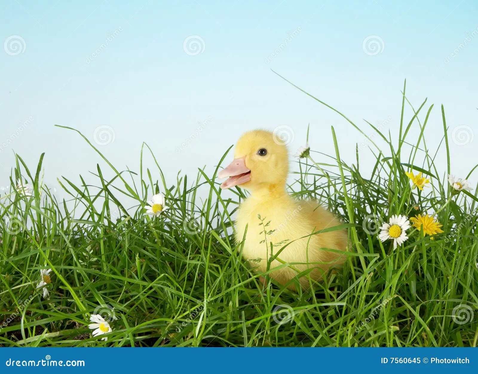 First grass stock image. Image of funny, cute, hatched 7560645