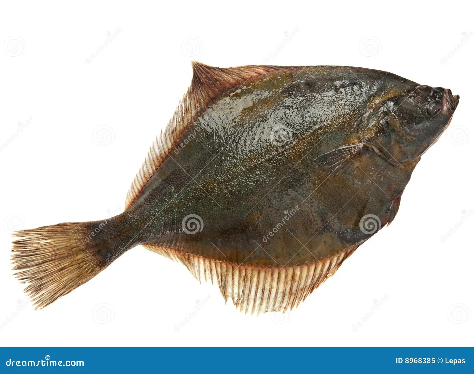 Flatfish stock image. Image of white, horizontal, brown 8968385