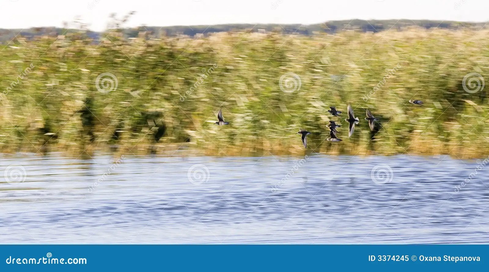 Flush stock image. Image of wild, hunting, birds, panorama 3374245