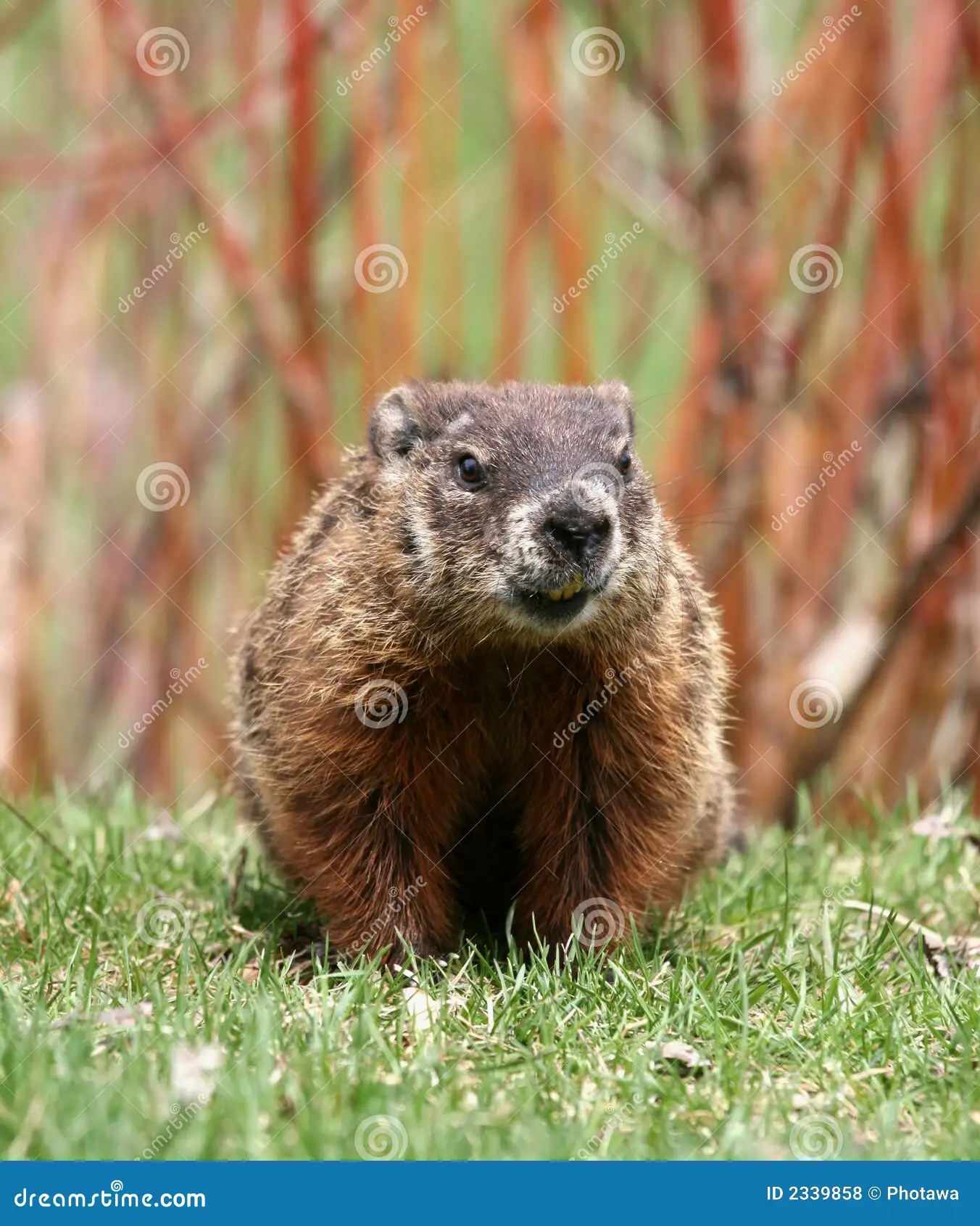 Groundhog stock photo. Image of canada, woodchuck, national 2339858