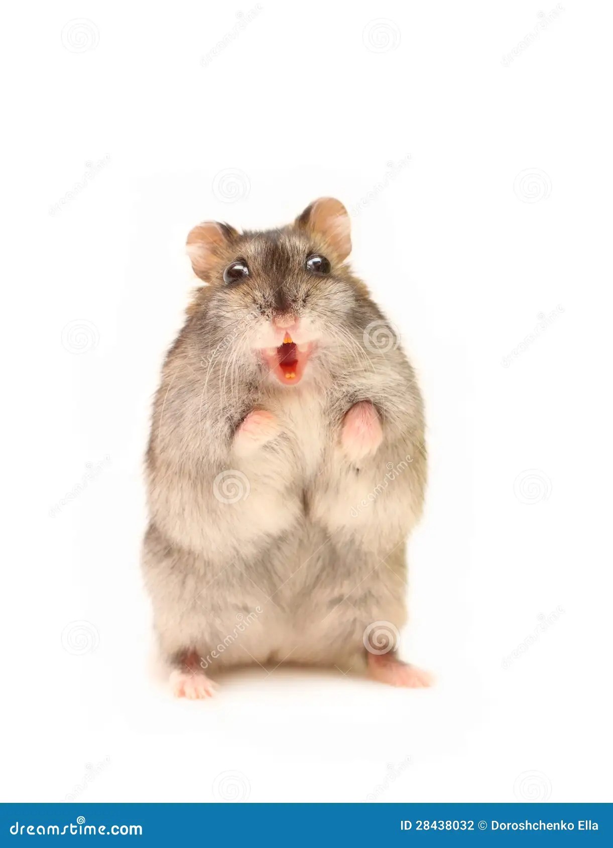Hamster stock photo. Image of teeth, isolate, animal 28438032