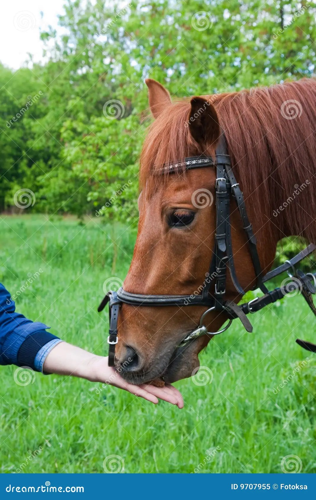 The horse eats bread stock image. Image of submit, bread 9707955