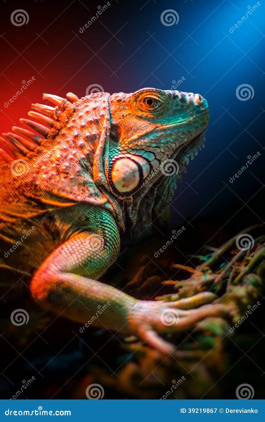 Iguane image stock. Image du lézard, reptile, vert