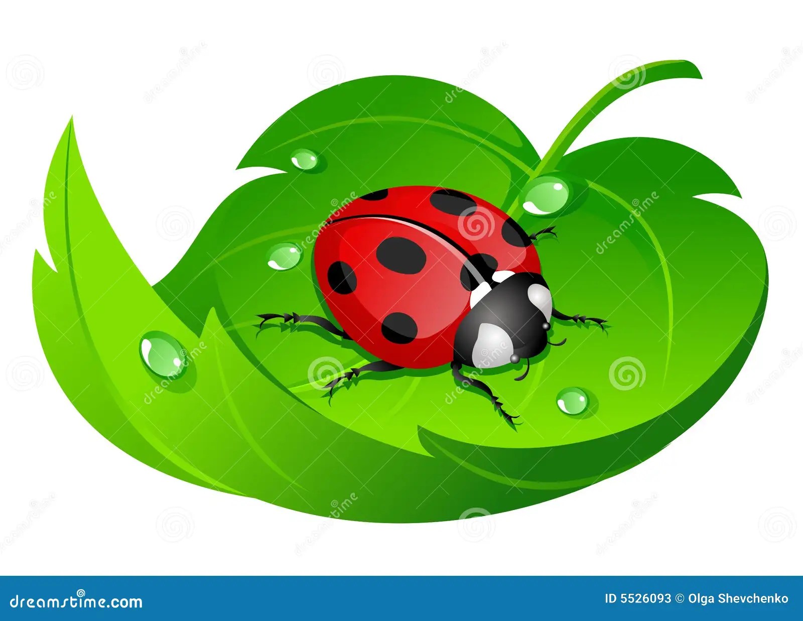 Ladybug on leaf stock vector. Illustration of ladybug 5526093
