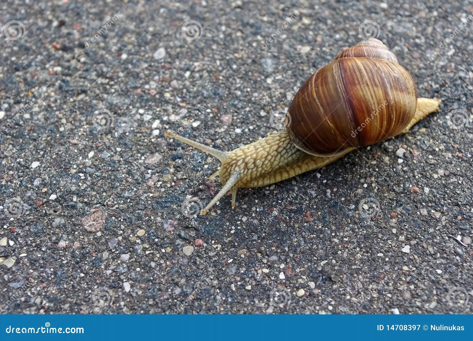 Langsame Schnecke stockbild. Bild von zerbrechlich, rennen 14708397