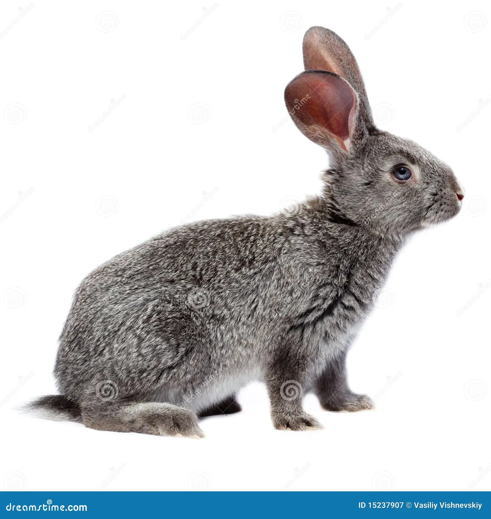 Lapin image stock. Image du lapin 15237907