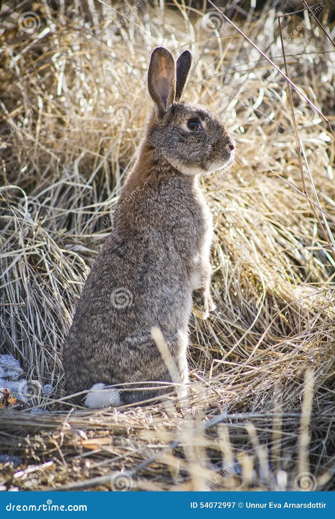 Lapin Photo stock Image 54072997