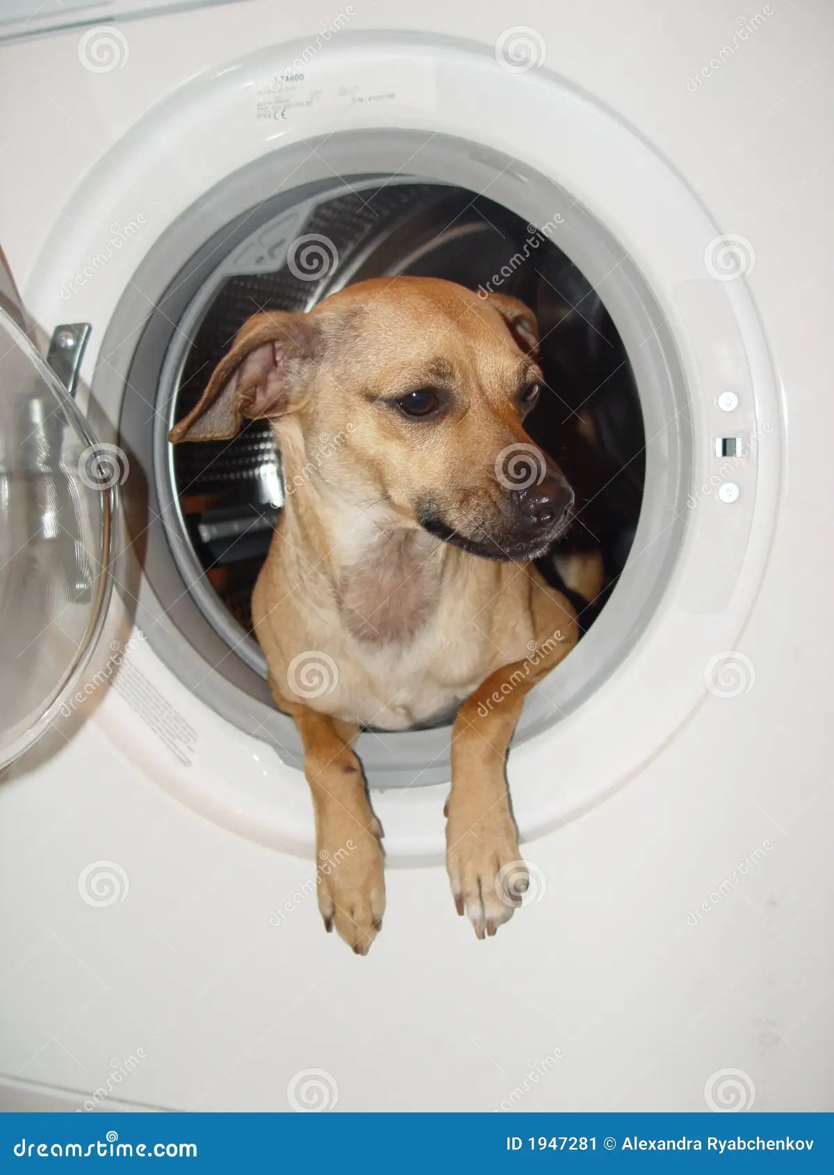 Lavaggio e cane immagine stock. Immagine di bathtub, piccolo 1947281