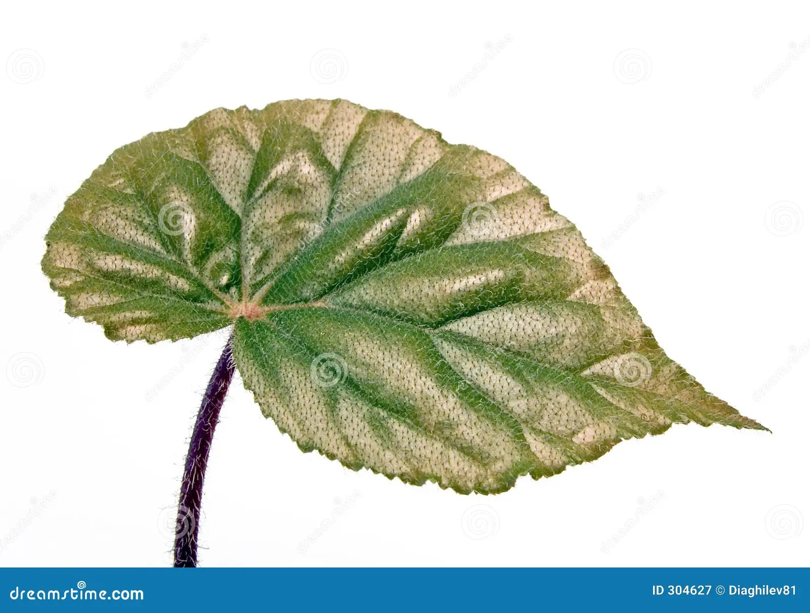 Leaf stock image. Image of gardens, growth, leaves, plants 304627