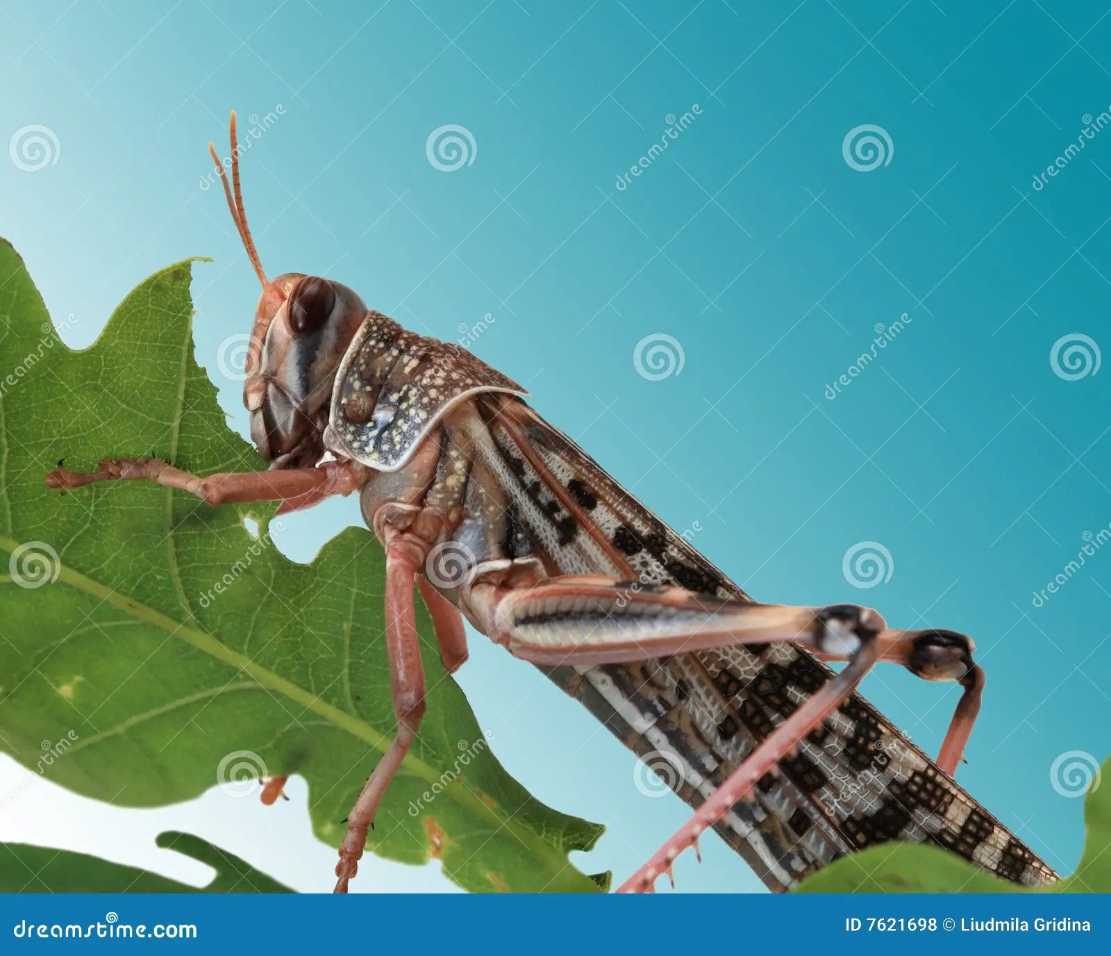 Locust stock photo. Image of animal, natural, sitting 7621698