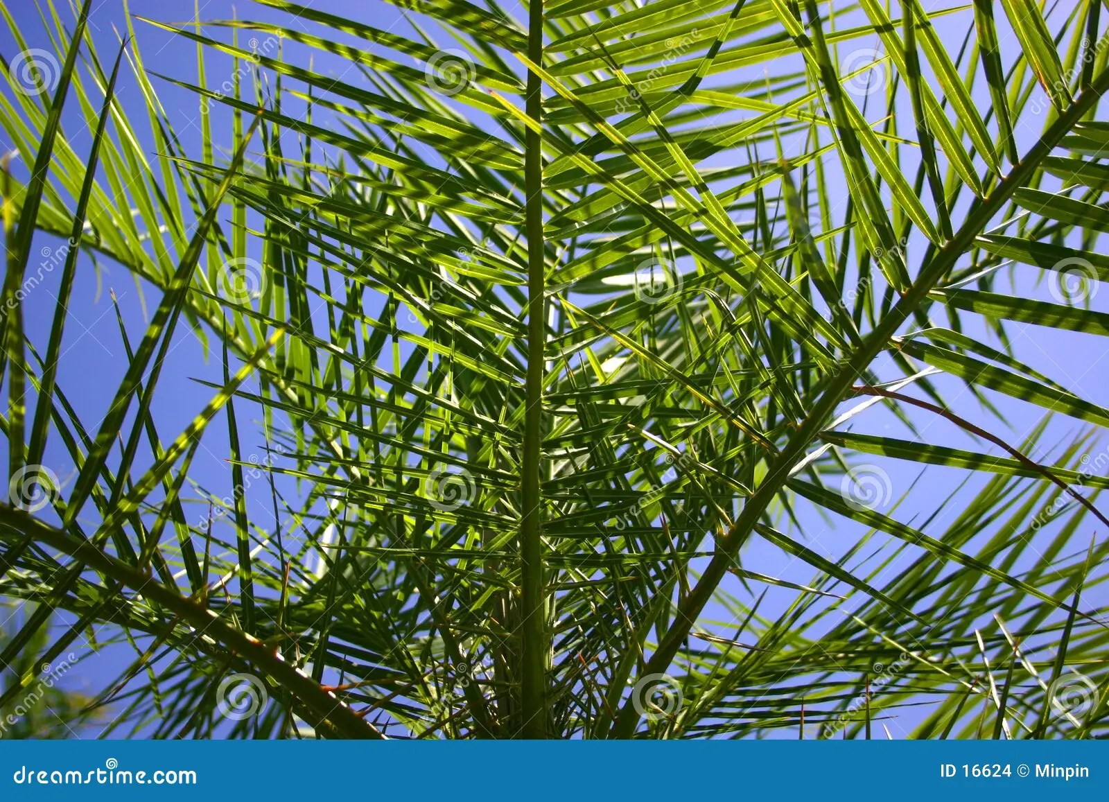 Looking from within Palm Tree Stock Photo Image of florida, tree 16624