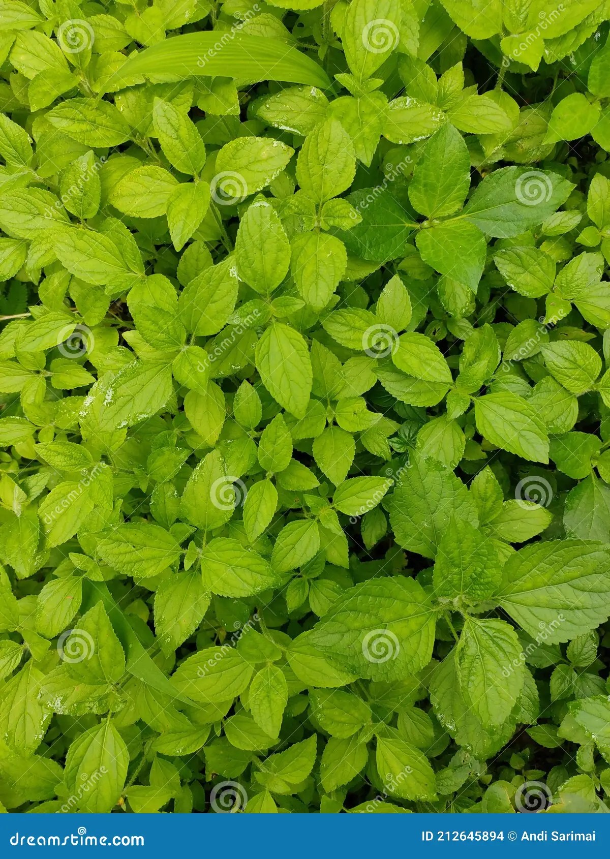 Magic of plants stock photo. Image of wildflower, shrub 212645894