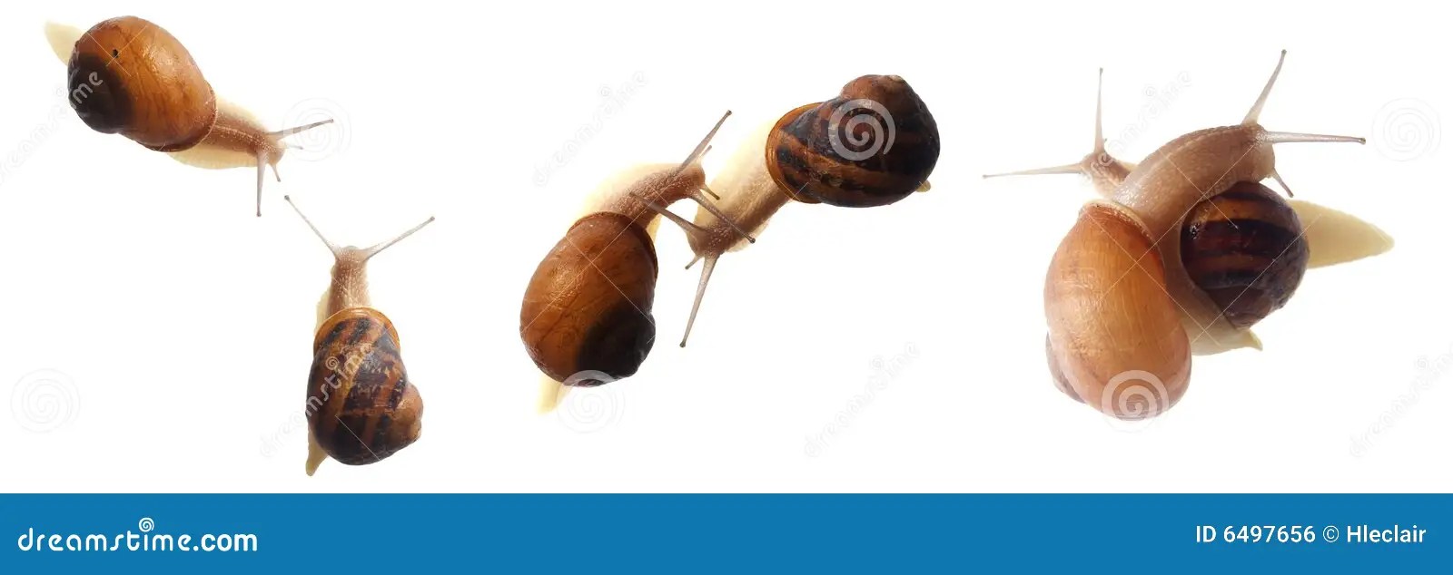 Snails RoyaltyFree Stock Photography 43375205