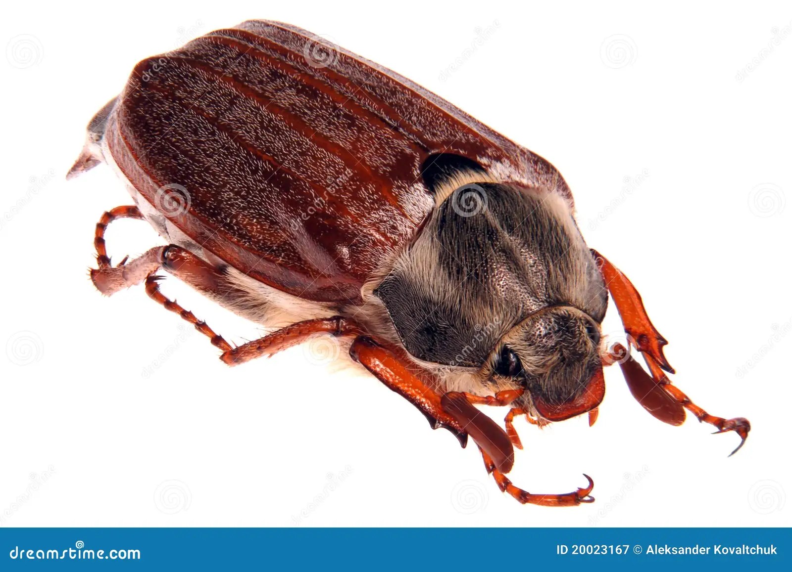 May bug stock image. Image of isolated, studio, nature 20023167