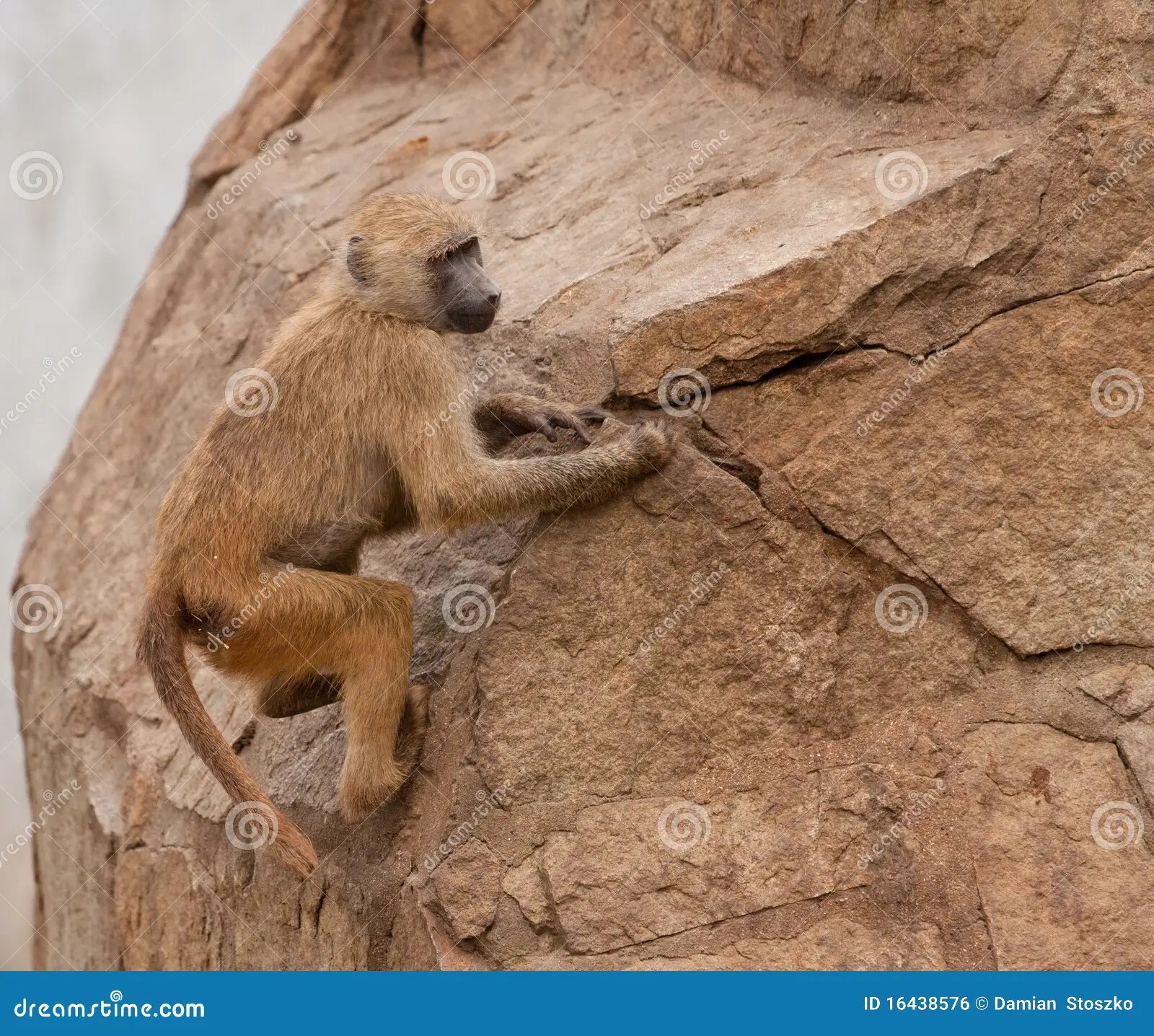Monkey stock photo. Image of primal, mammal, wildlife 16438576