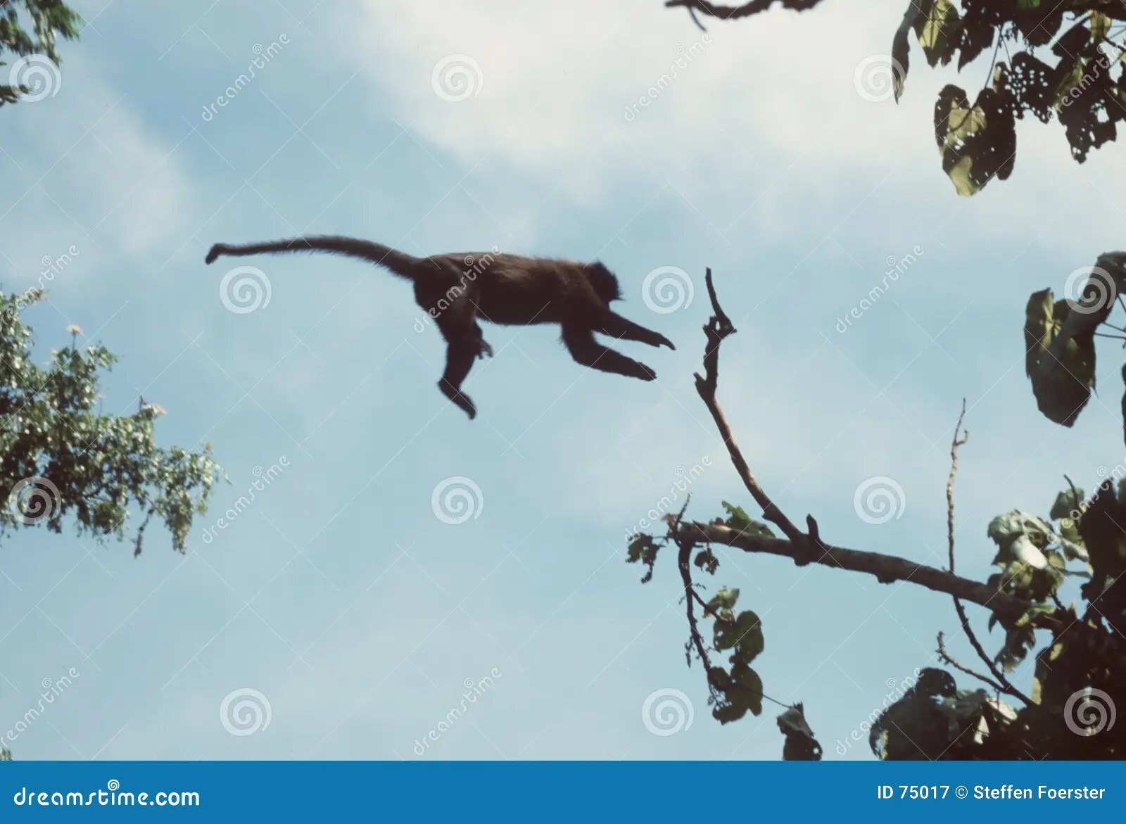 Monkey jumping stock image. Image of behavior, bridge, flight 75017