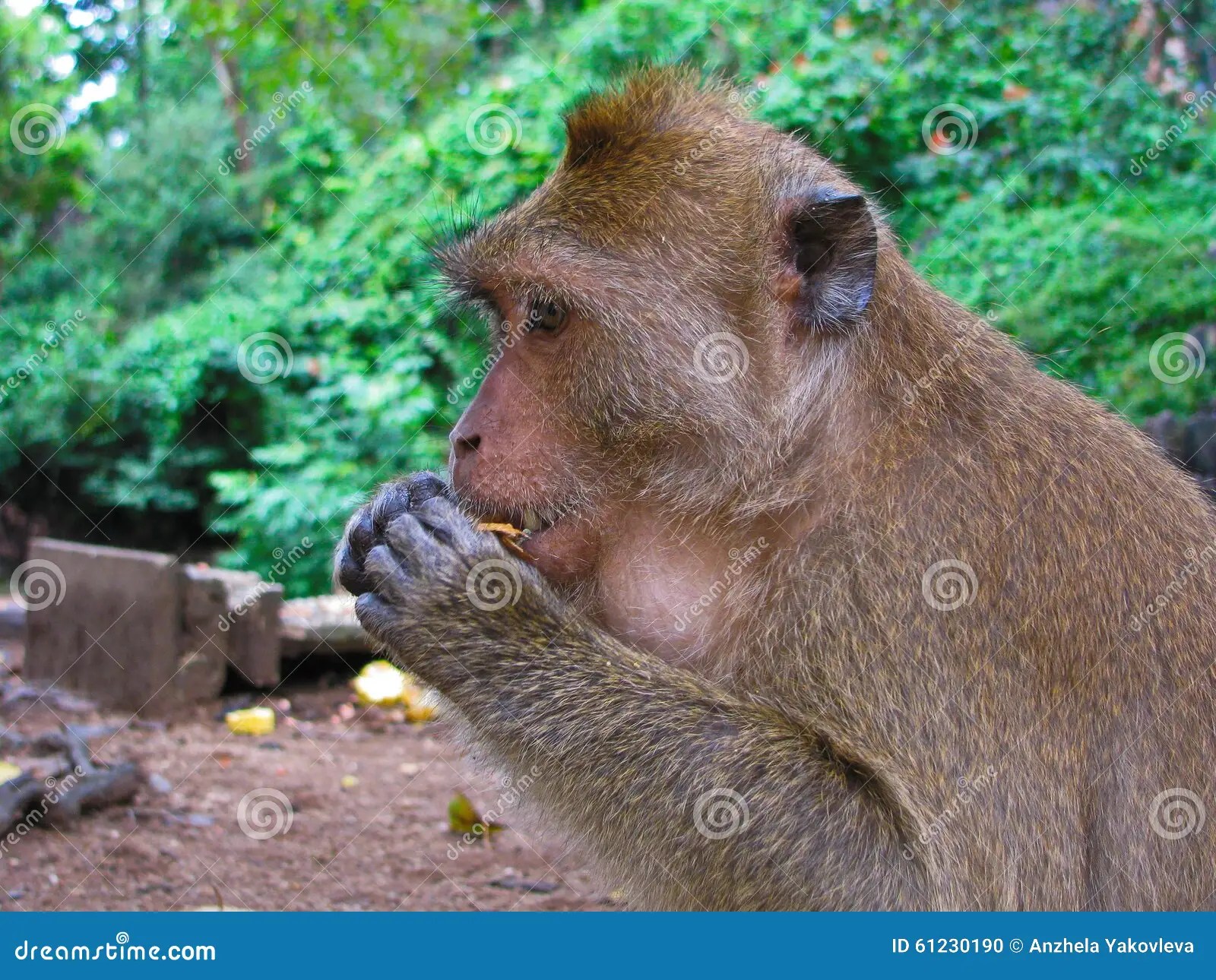 The monkey and the nut stock photo. Image of baboon, thailand 61230190