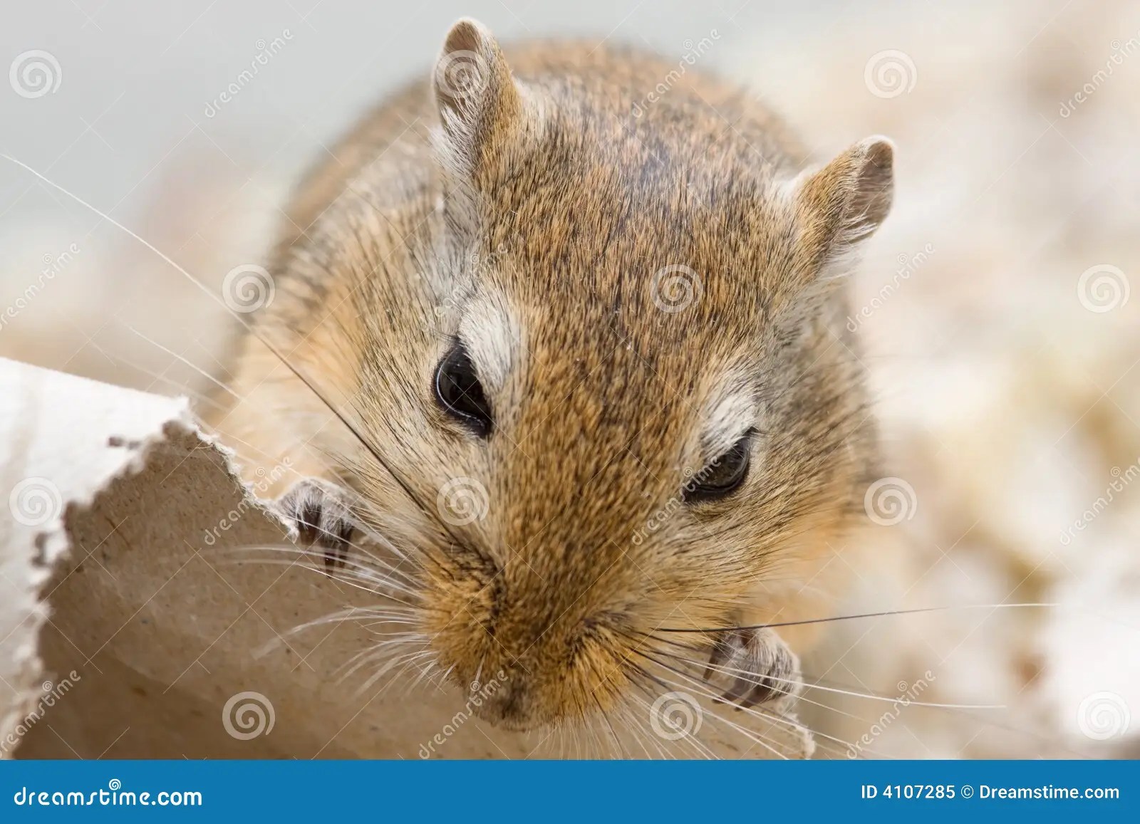 Mouse bite stock image. Image of nibble, gerbil, bite 4107285