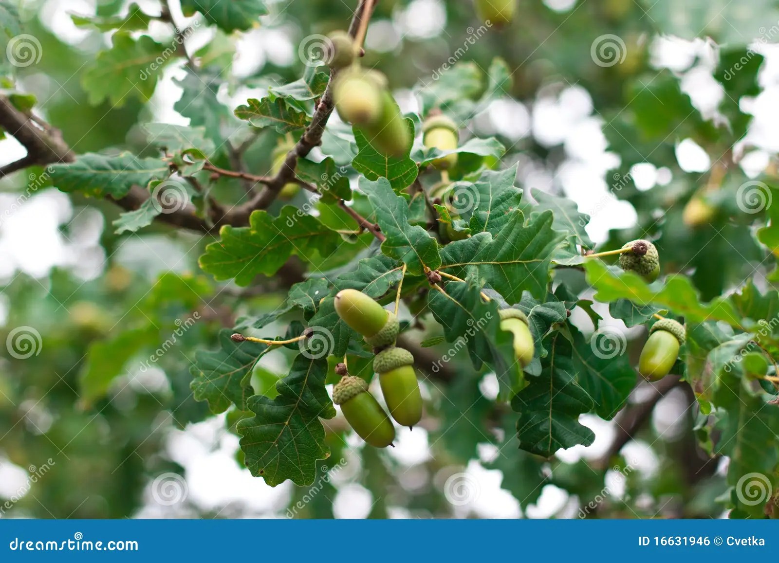 Oaktree stock photo. Image of grow, generation, branch 16631946
