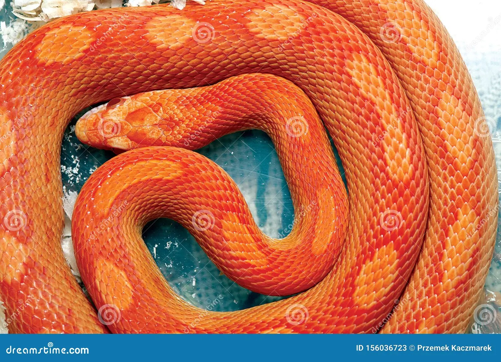 Orange python snake. stock image. Image of snake, predator 156036723