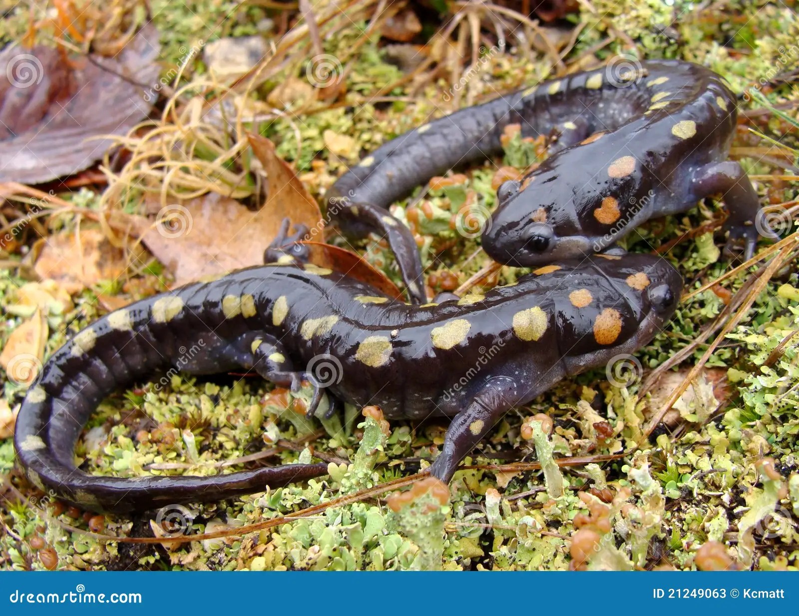A pair of salamanders stock image. Image of pond, ambystoma 21249063