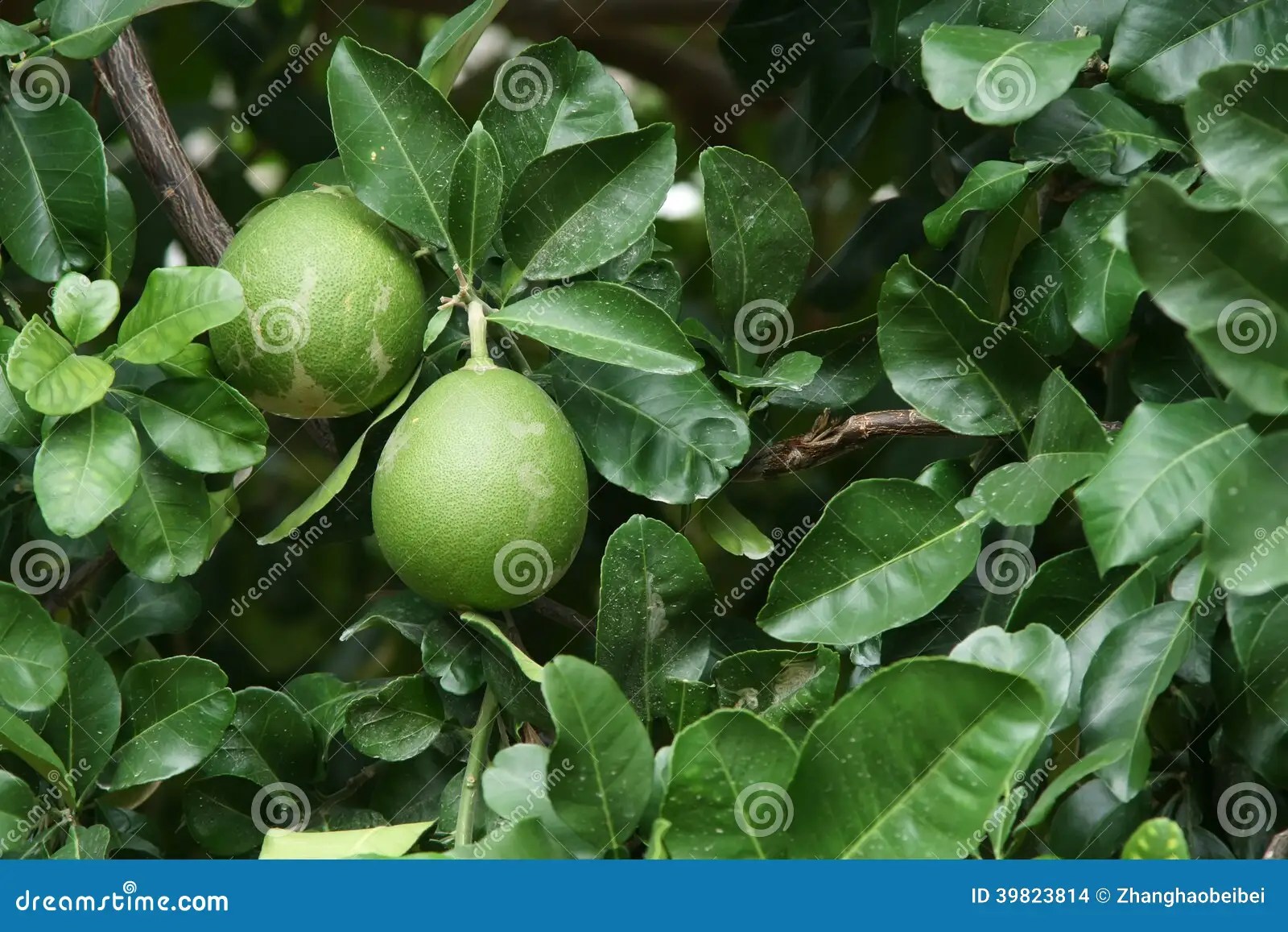 Pamplemousse photo stock. Image du pamplemousse, arbre 39823814