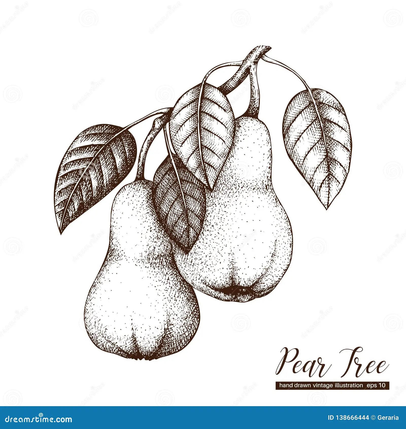 Vector Pear Tree Vintage Sketch. Hand Drawn Illustration. Engraved Fruit Drawing. Botanical