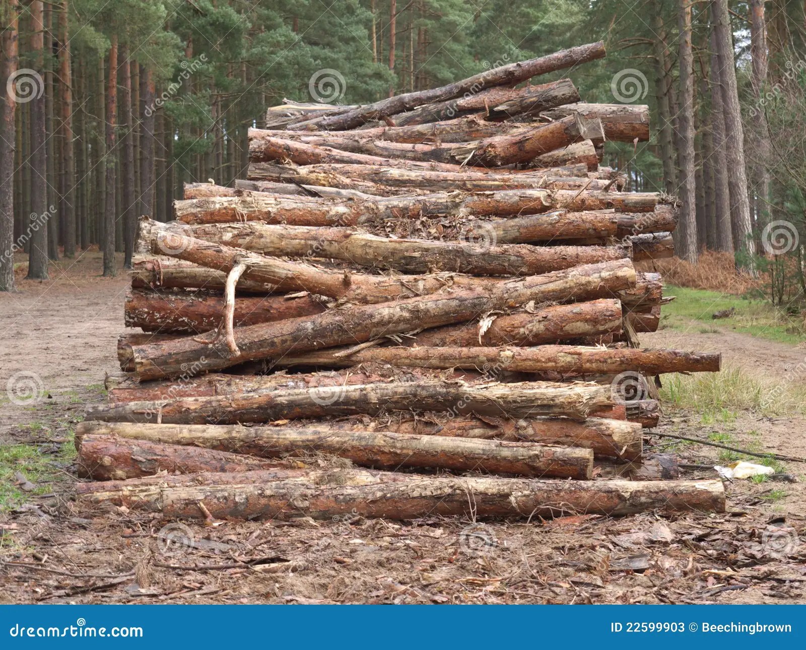 Pine logs in a stack stock image. Image of leisure, forest 22599903