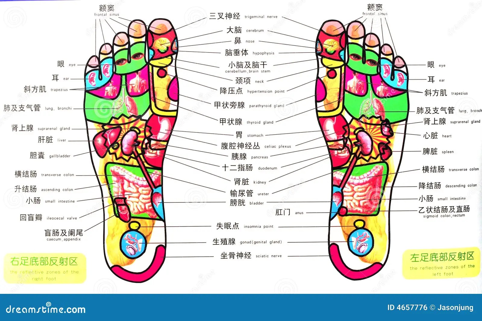 Point d'acuponcture photo stock. Image du chinois, pied