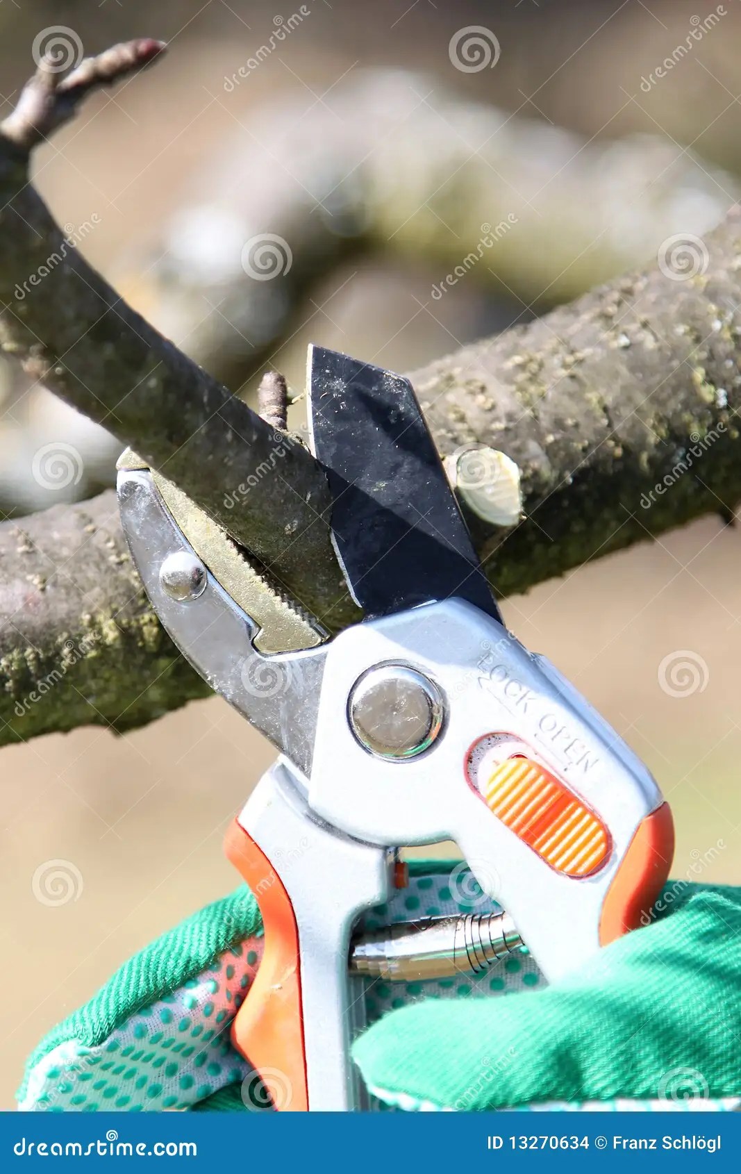 Pruning twigs and branches stock photo. Image of prune 13270634