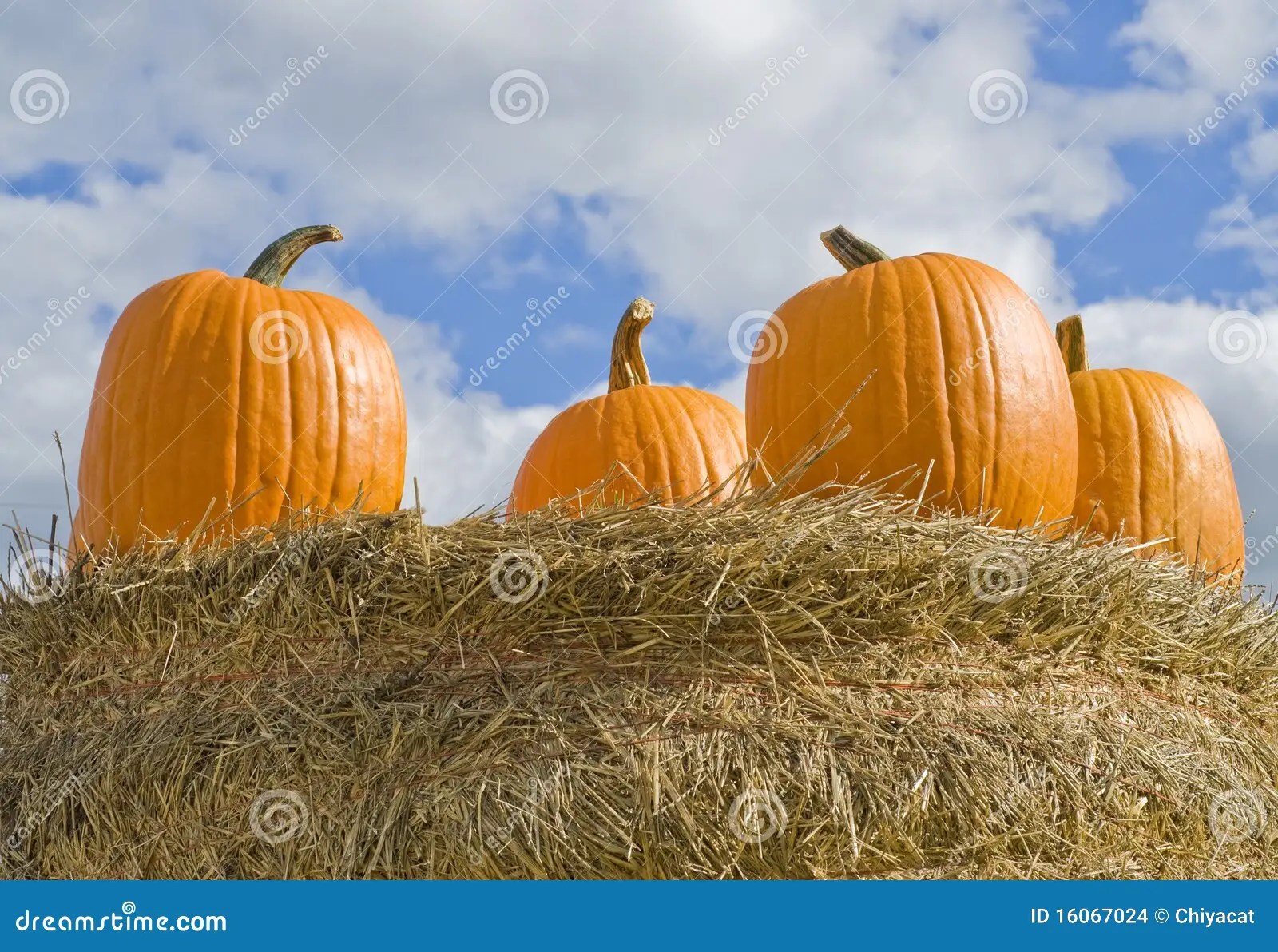 Pumpkins on a Hay Stack stock photo. Image of harvest 16067024