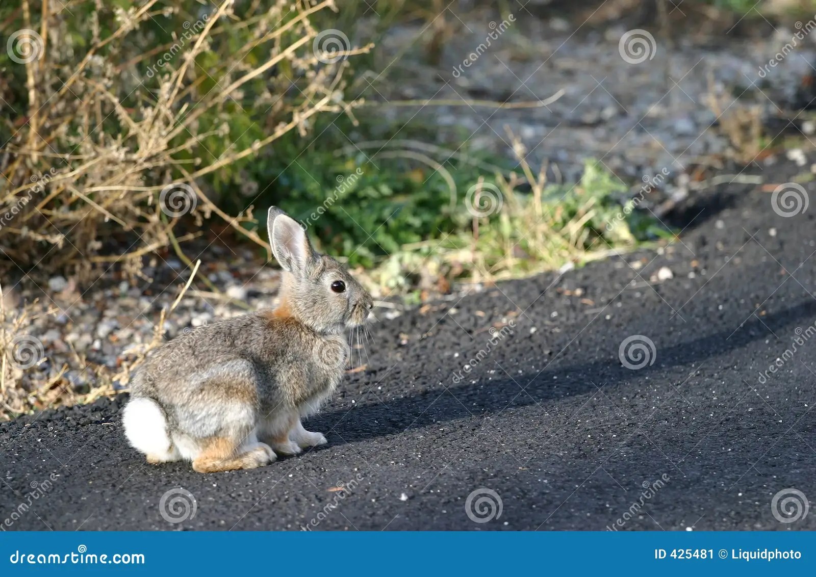 Rabbit on Road stock image. Image of easter, outside, road