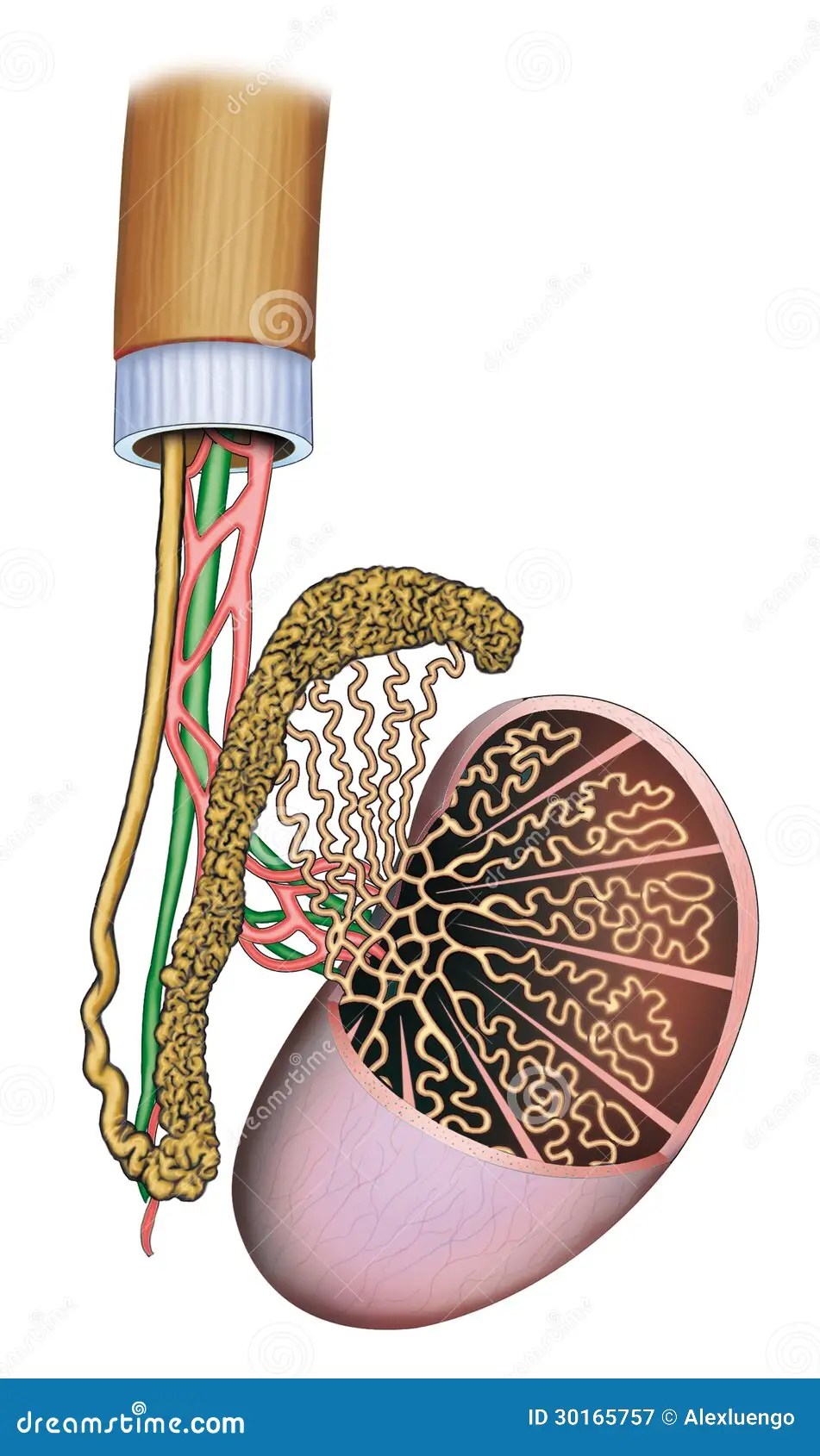 Human testicles stock illustration. Illustration of vagina 30165757
