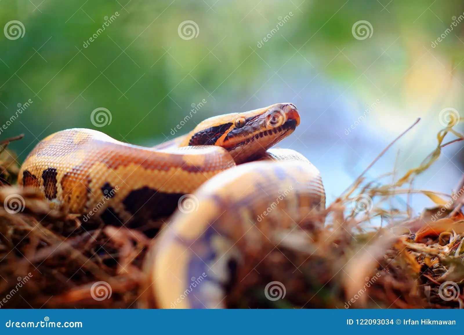 Serpientes de Pythoniane foto de archivo. Imagen de vida 122093034