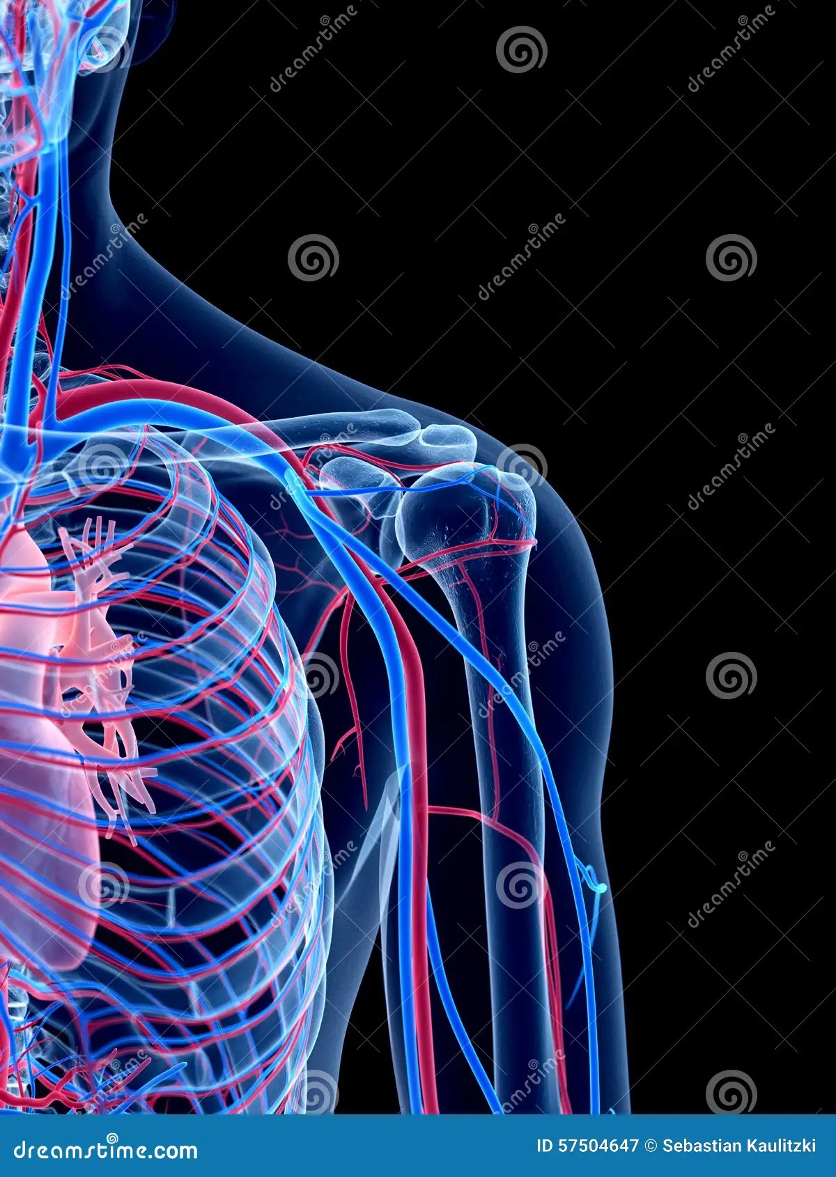 The Shoulder Stock Illustration Image 57504647