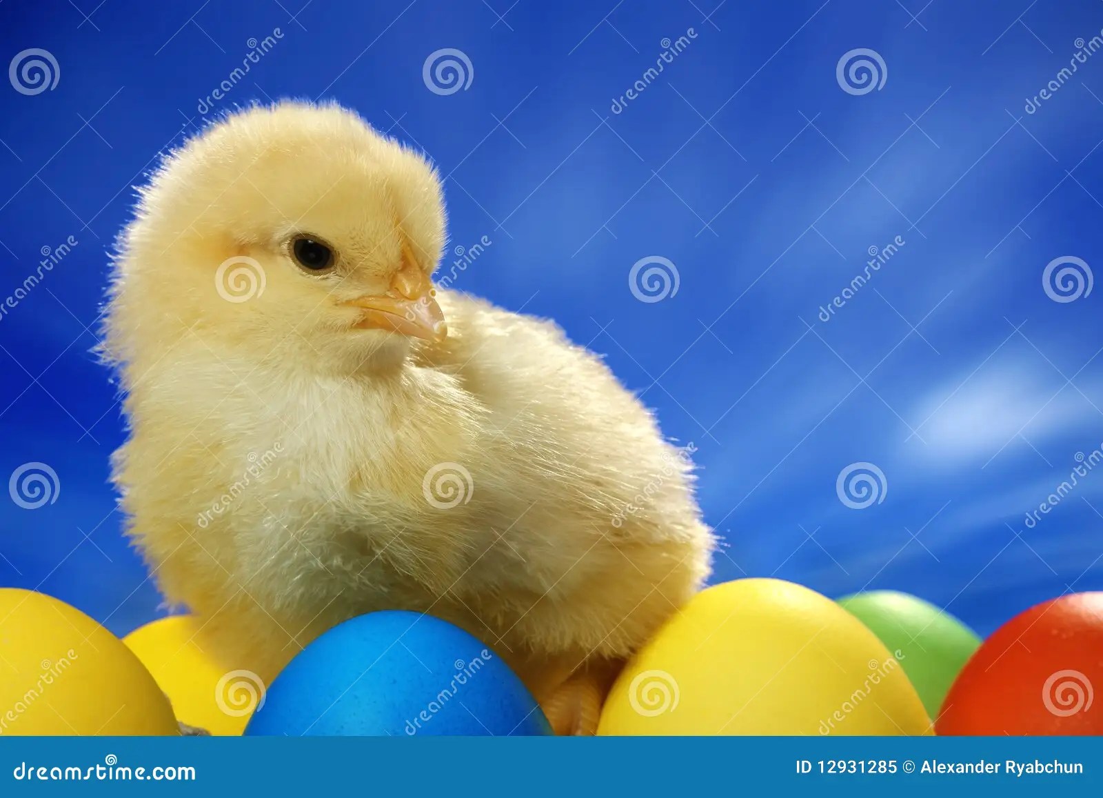 Small easter chick stock image. Image of animal, yellow 12931285