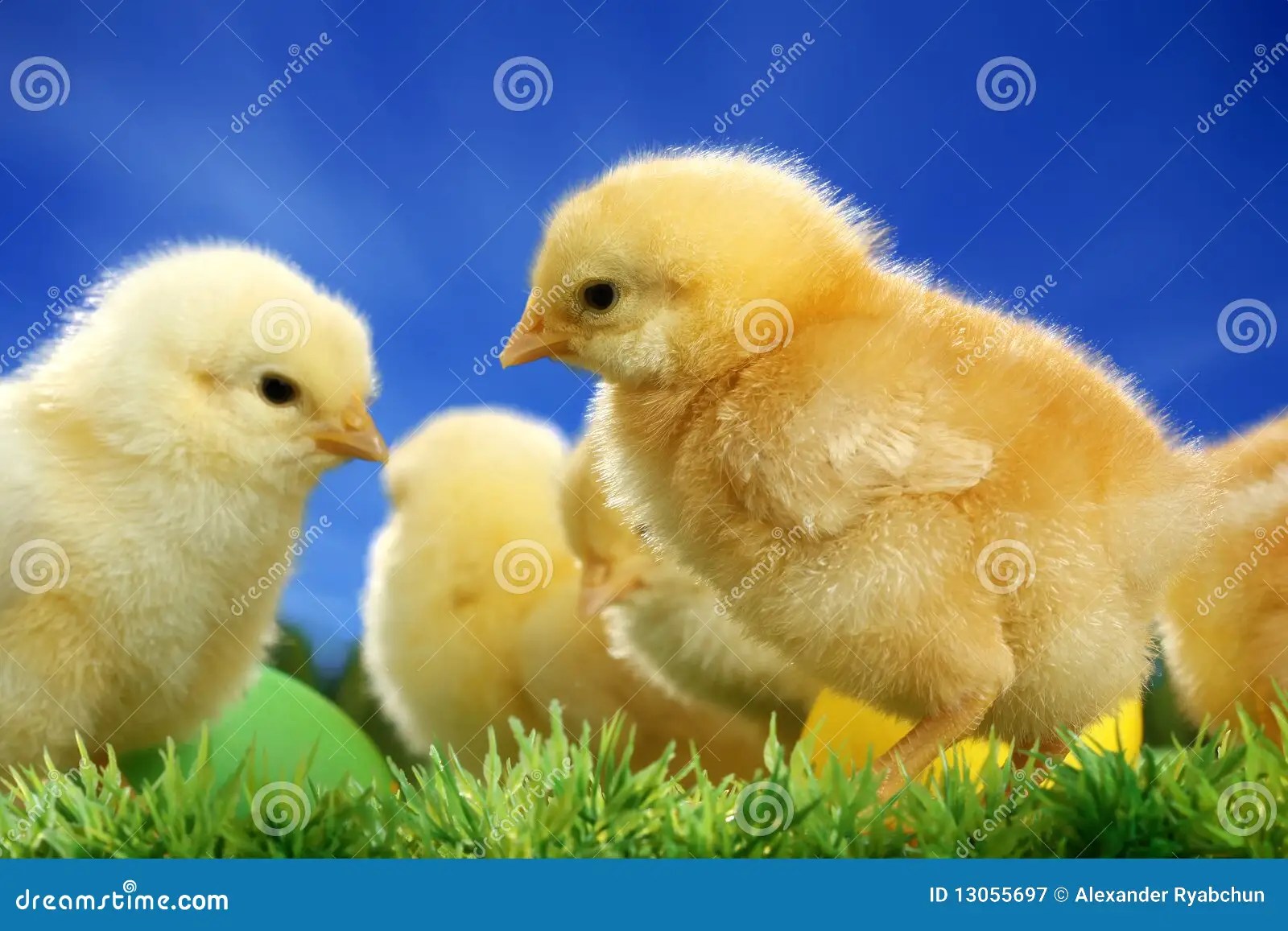 Small easter chicks stock image. Image of animal, green 13055697