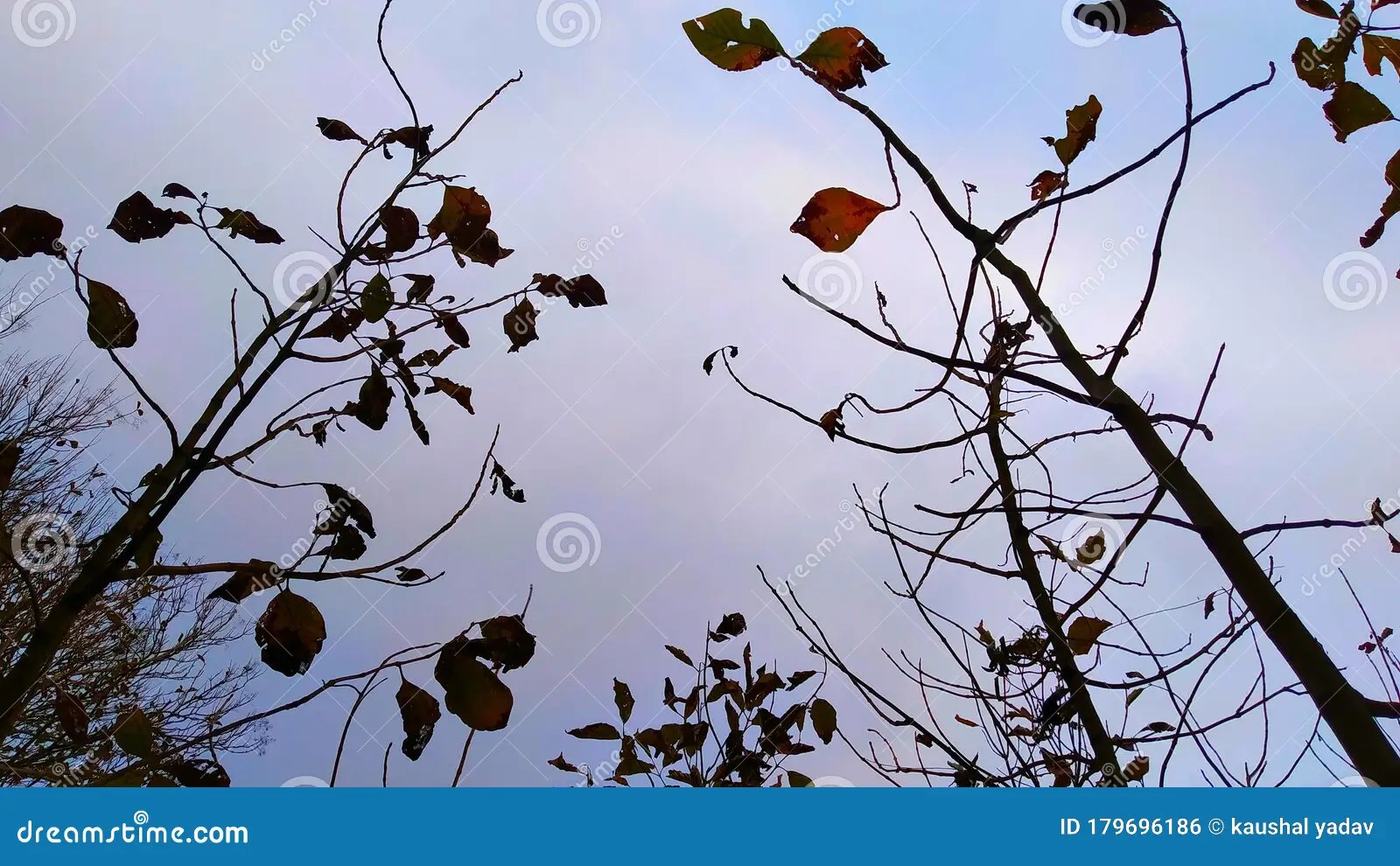 Small tree drying stock photo. Image of pond, petal 179696186