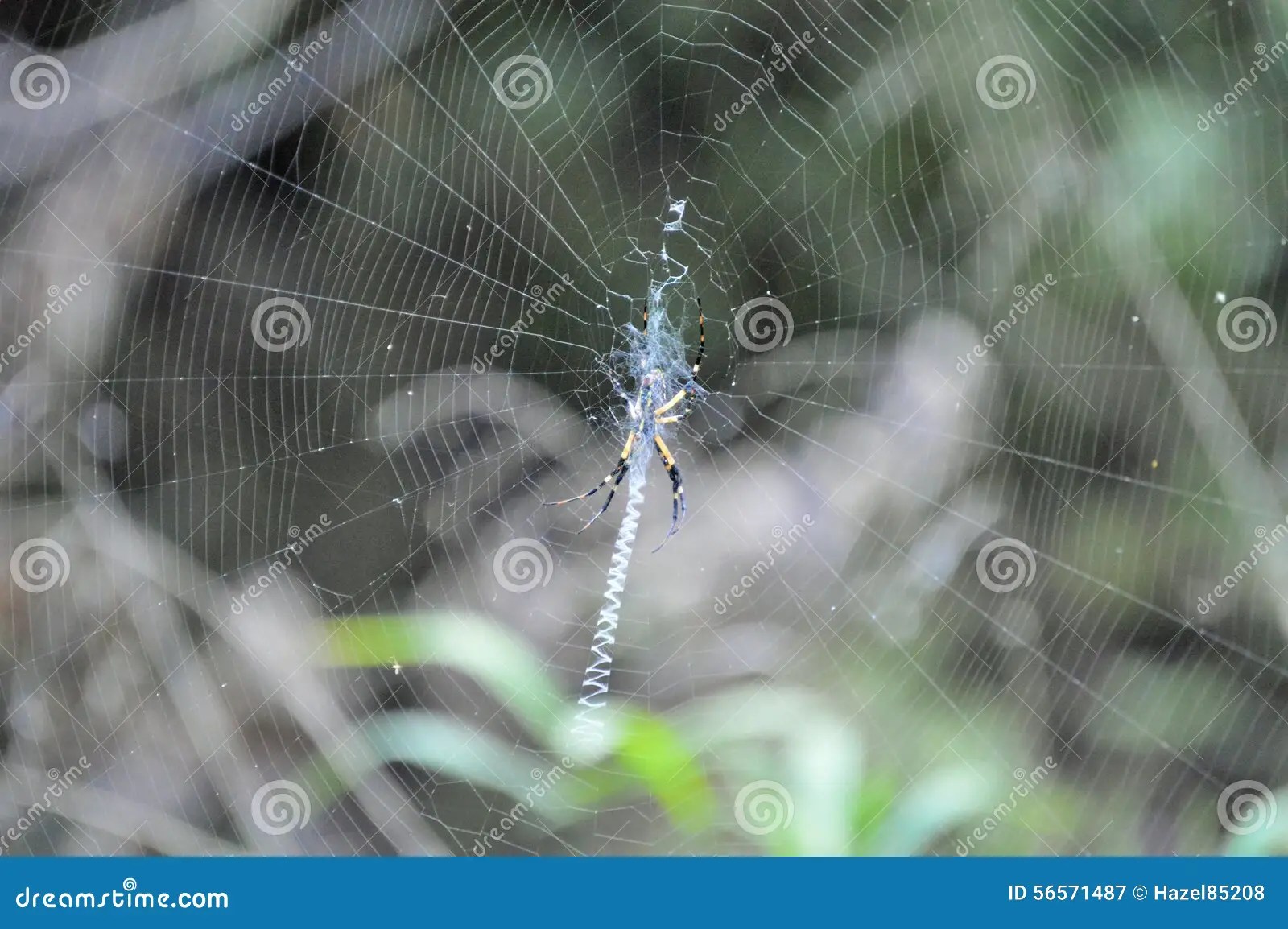 Spider on Web Creating Pattern Stock Image Image of spider, detail