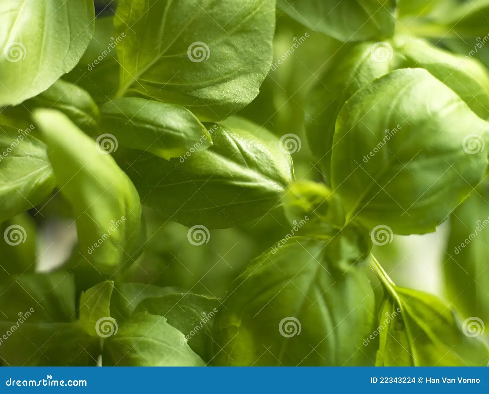 Spring of basil in the sun stock photo. Image of leaves 22343224