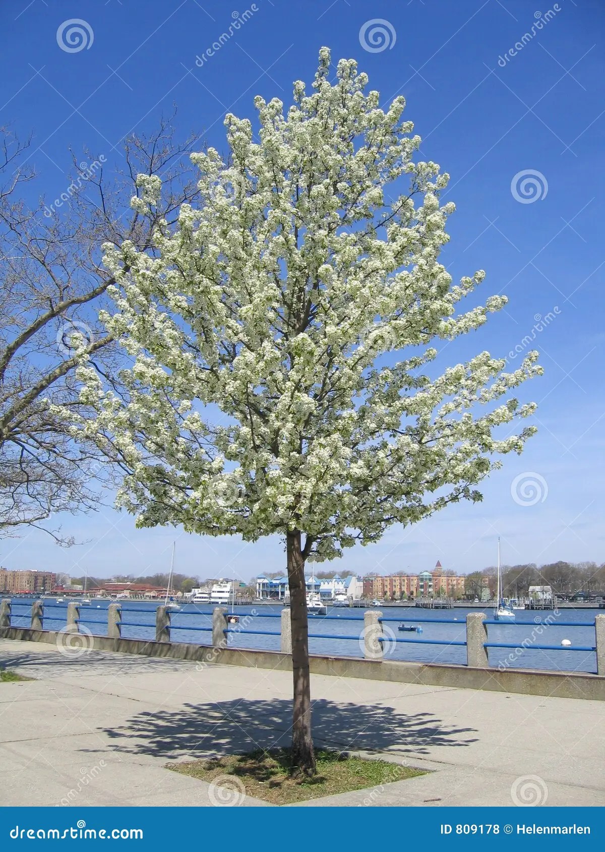 Spring Cherry Tree stock photo. Image of young, branchlet 809178