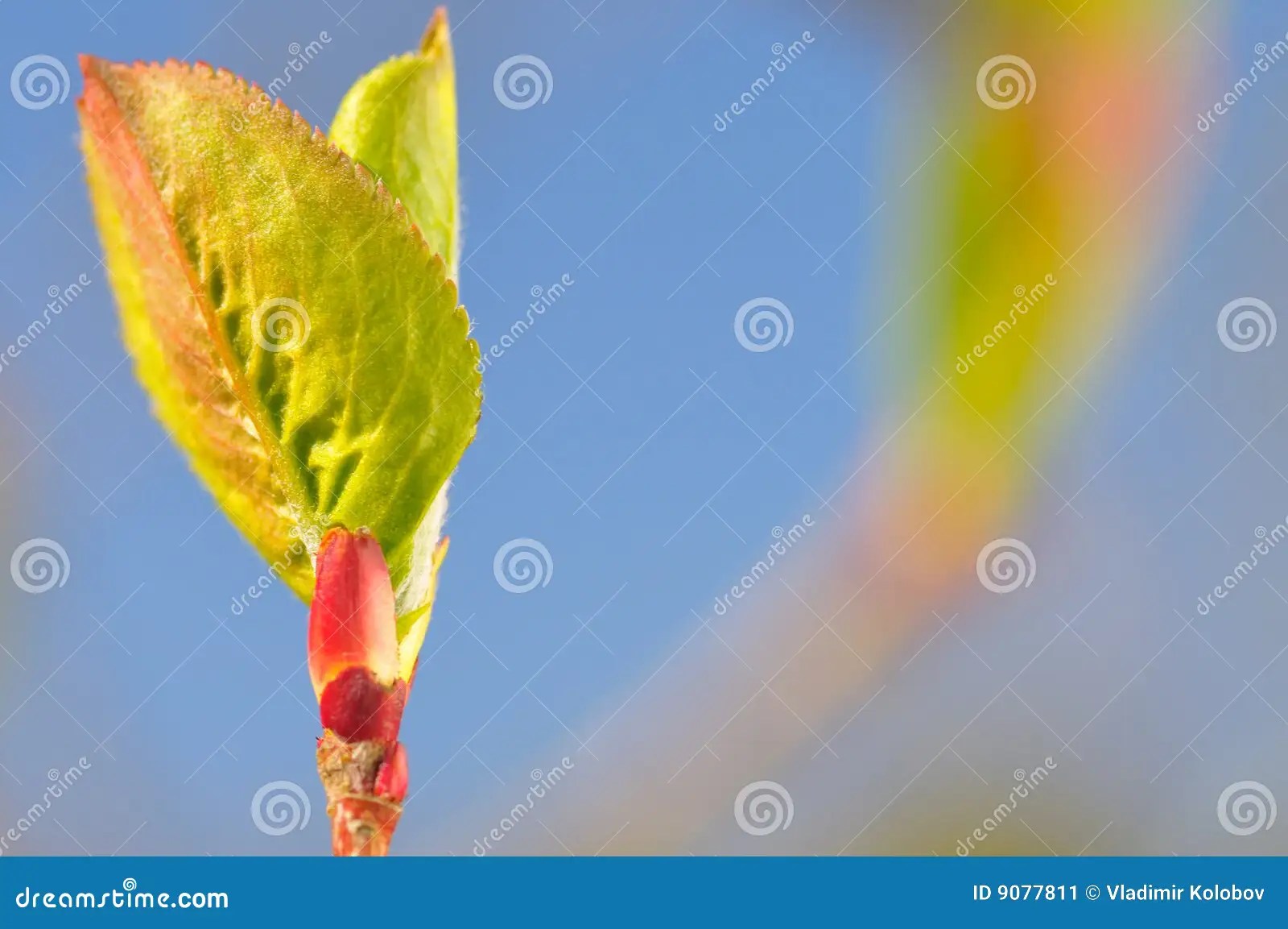 Spring Leaf Branch White Young Nettle Isolated On A White Background
