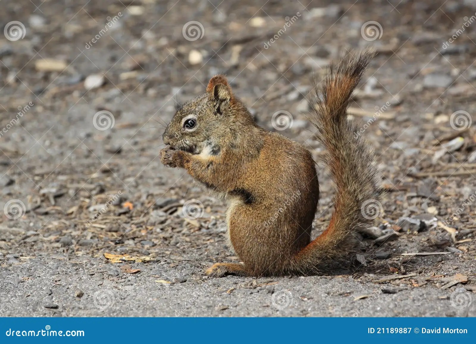 Squirrel Alberta Canada Stock Images 291 Photos Page 2