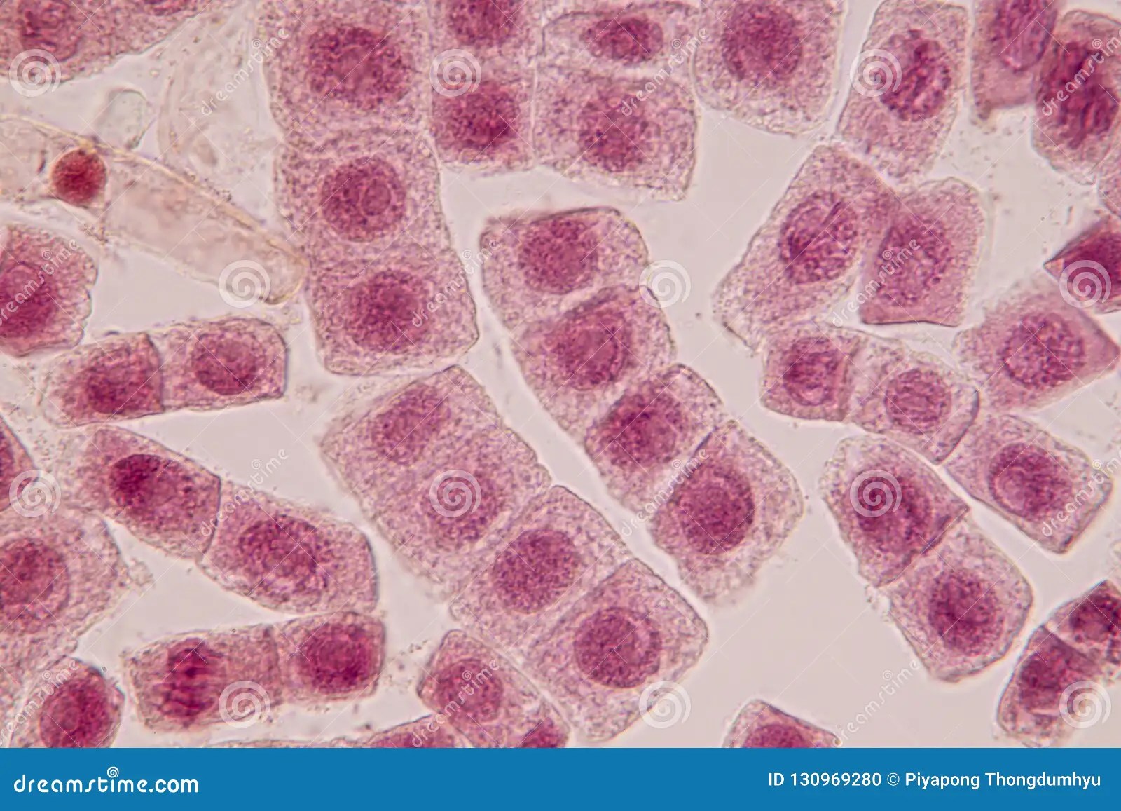 Microscope Interphase Image Micropedia