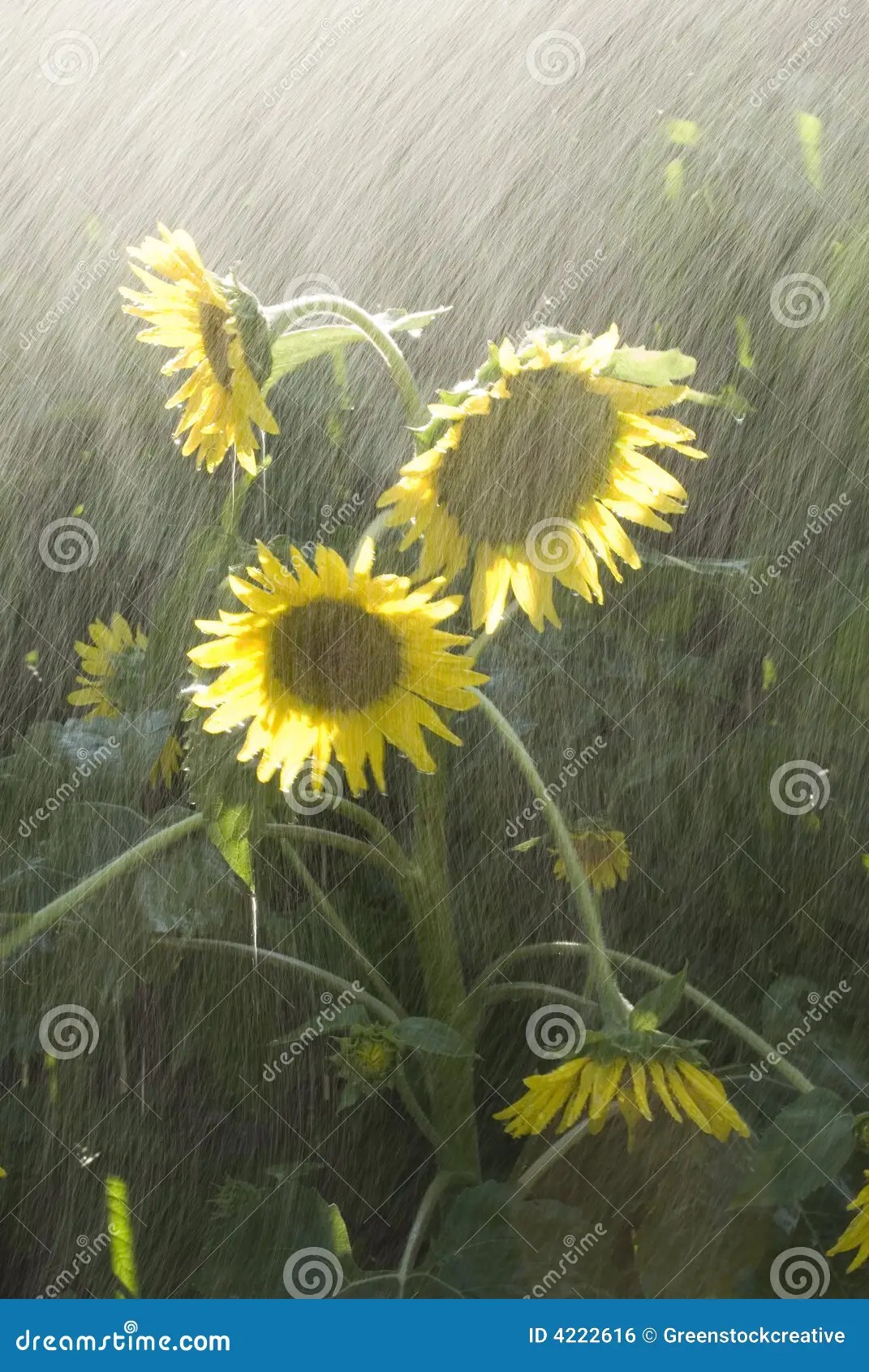 Sunflower stock photo. Image of sunflower, water, watering 4222616