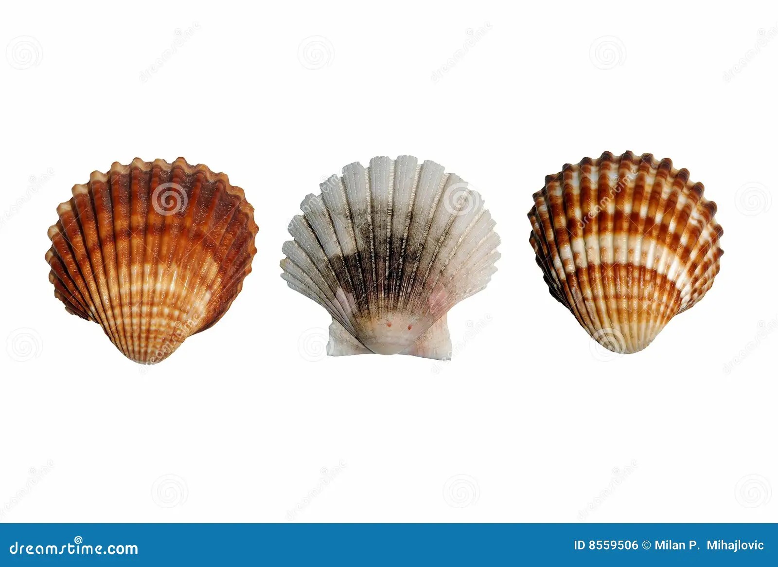 Three seashell stock photo. Image of three, nature, seashell 8559506