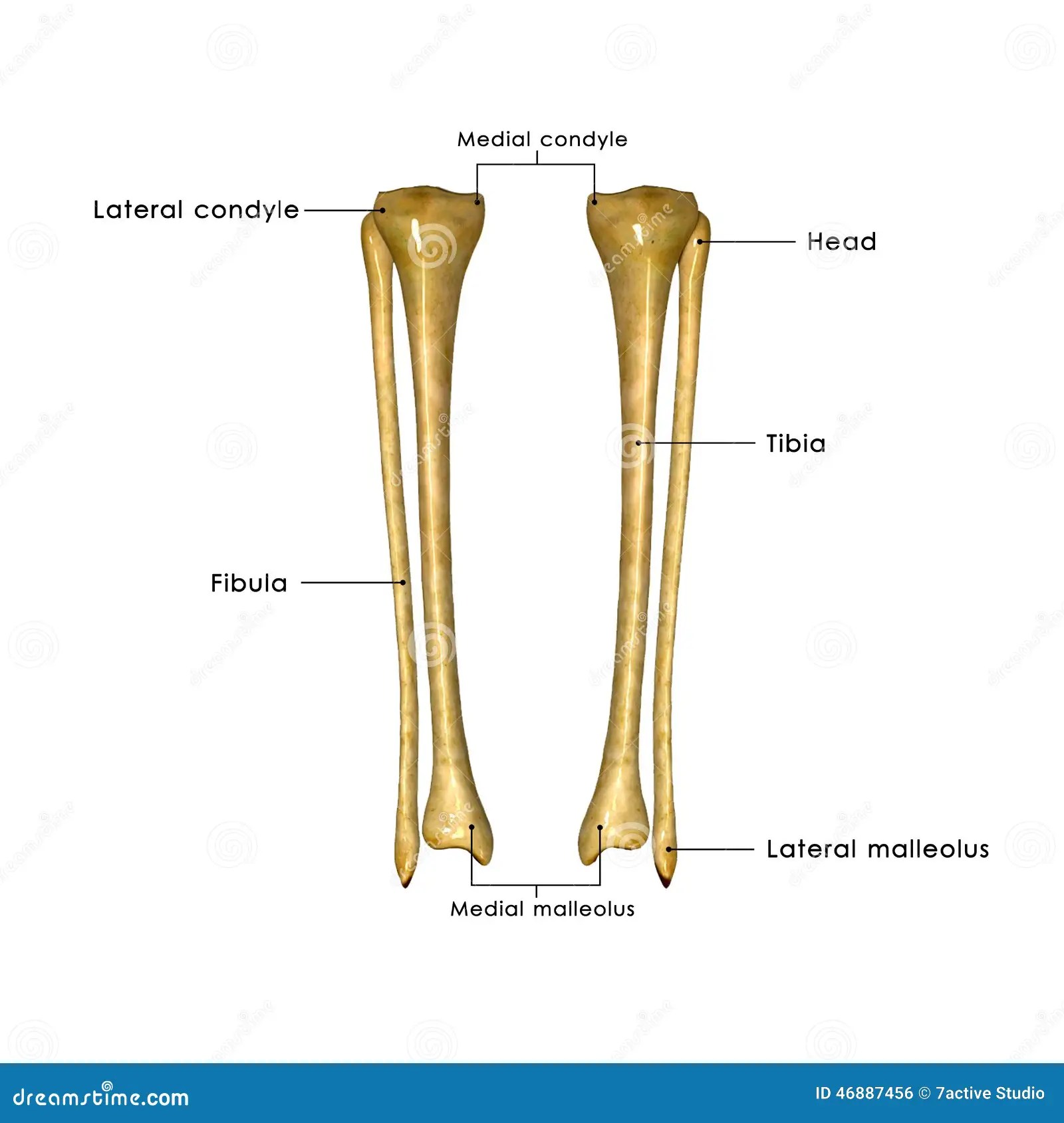 Tibia e perone illustrazione di stock. Illustrazione di osso 46887456