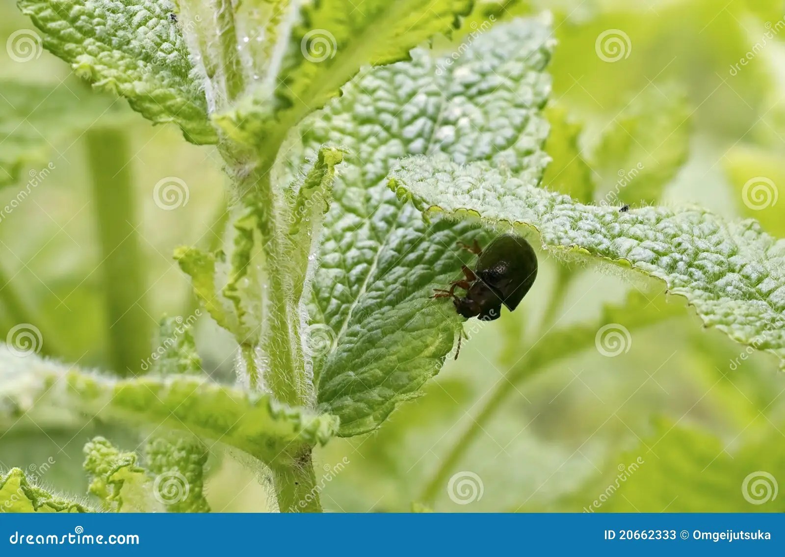 A Tiny Black Bug Under A Leaf Stock Photos Image 20662333