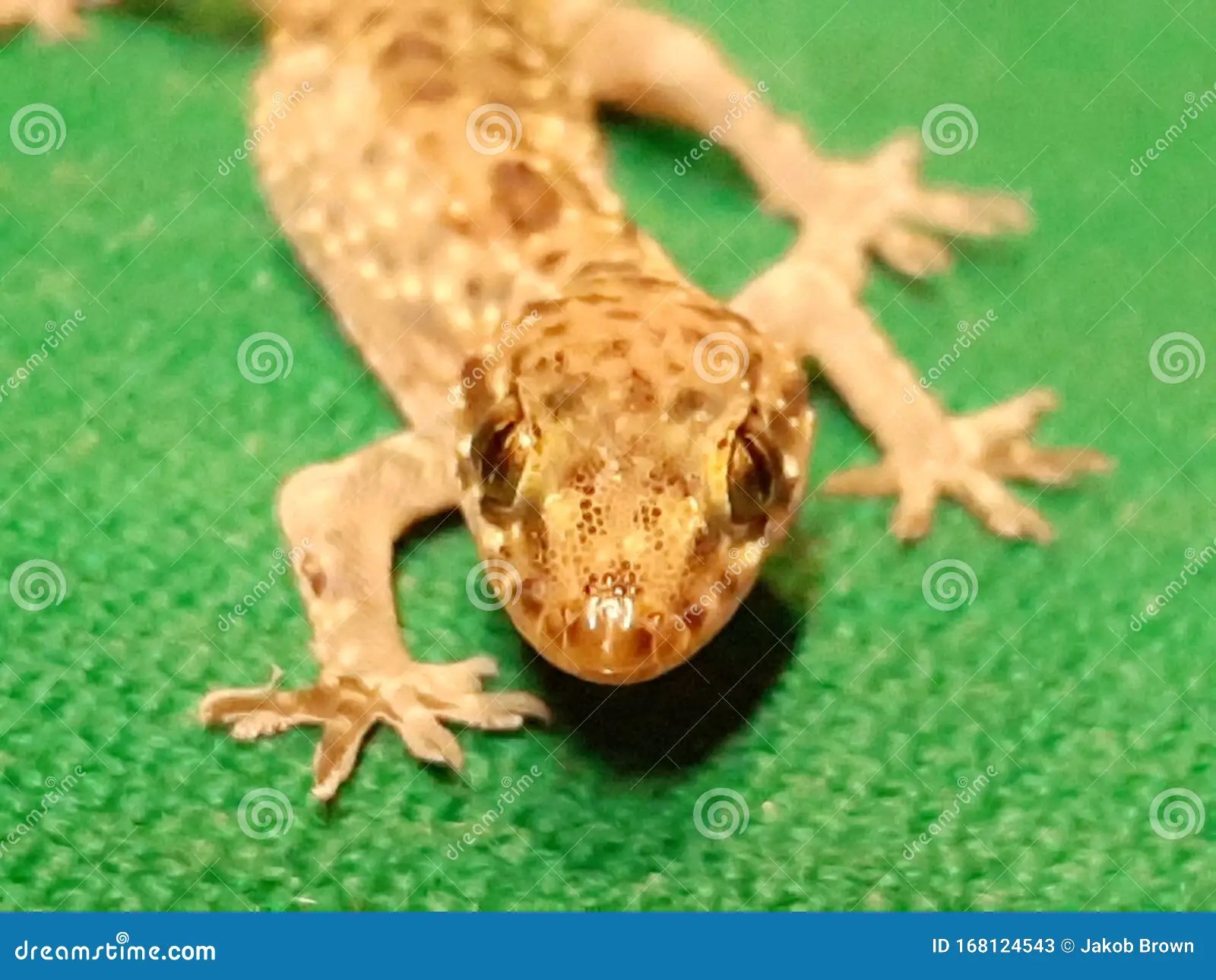 Tiny Gecko On A Pool Table 2 Stock Image Image of
