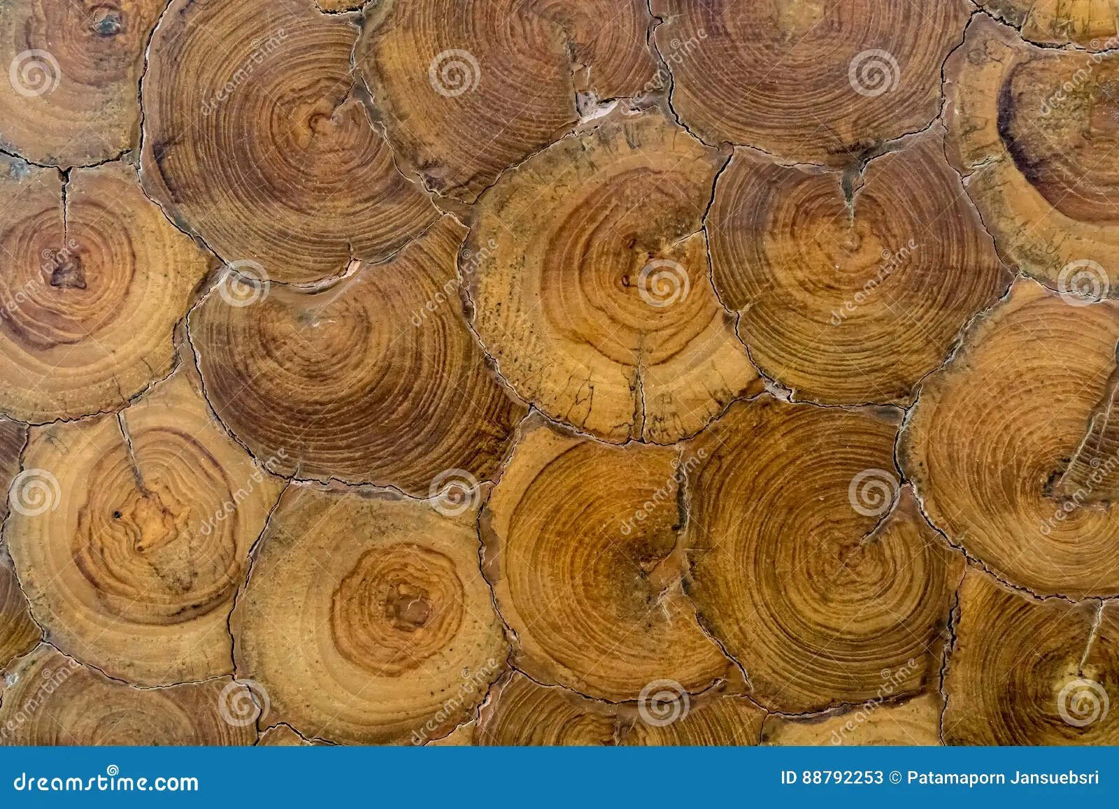 Tree Cross Section Texture